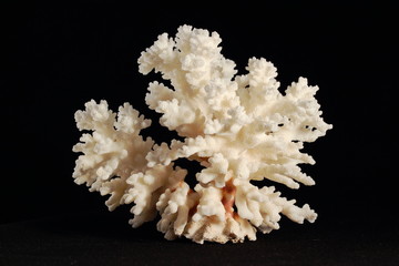 Korallenskelett vor schwarzem HG © Christian Palent
