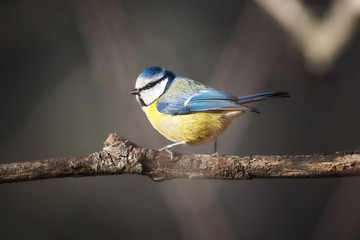 Bluetit (Parus caeruleus) perched on a branch