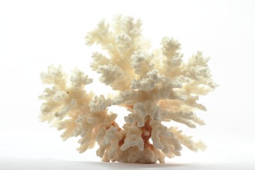 coral skeleton on white