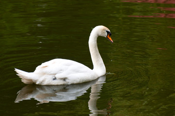 Mute Swan on water
