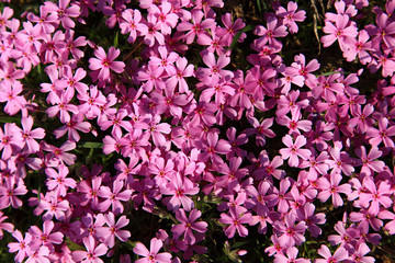 Pink flowers on a green meadow as background.