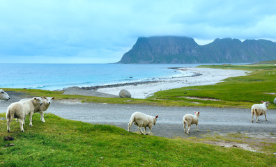 Obraz premium Haukland beach summer view (Norway, Lofoten).
