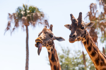 Pair of Giraffes