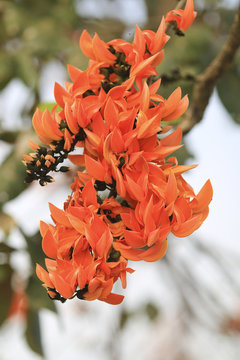 Flame of the forest,Butea monosperma O.Ktze, Leguminosae-Papilio