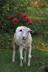 altes frisch geschorenes Schaf