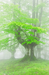 trees in forest with fog on spring