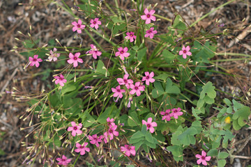 Obraz premium small pink flowers