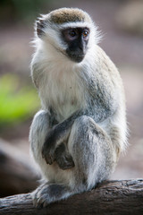 Vervet Monkey On a Tree