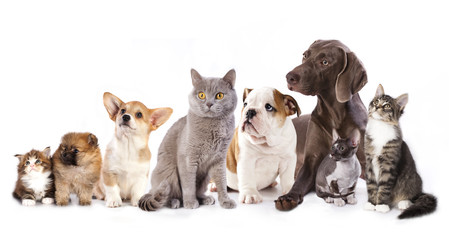 Obraz premium Group of cats and dogs in white background, cat and dog