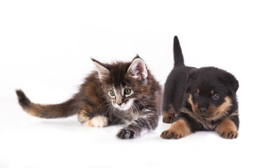 puppy  Rottweiler and kitten breeds Maine Coon, Cat and dog