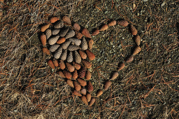 Ağaçları Seviyorum!