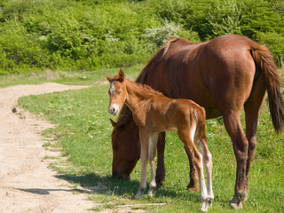 Fototapeta premium Foal