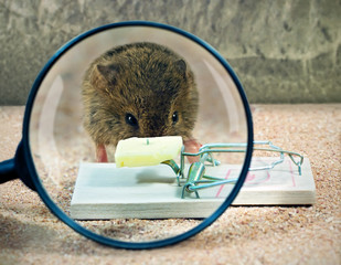 Mouse before mousetrap