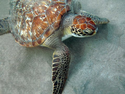 tortue sur le sable