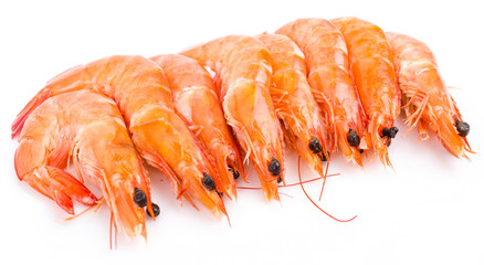 Shrimp