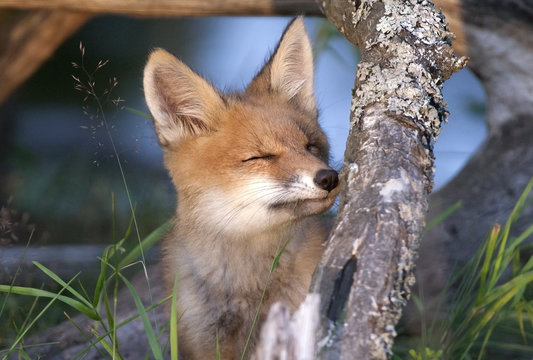 Fox-cub use stem of grass as dental floss