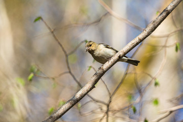 Chaffinch