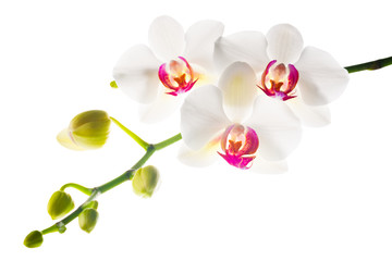 Fototapeta na wymiar Blooming branch white with red orchid is isolated on a white b