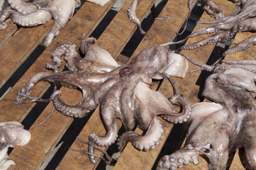 Oktopus-Fang, Insel Paros,Griechenland