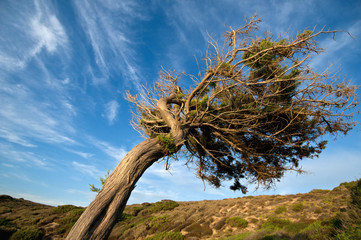 Windschiefer Baum
