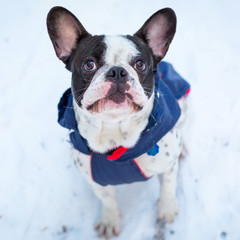 French bulldog in winter jacket on the walk