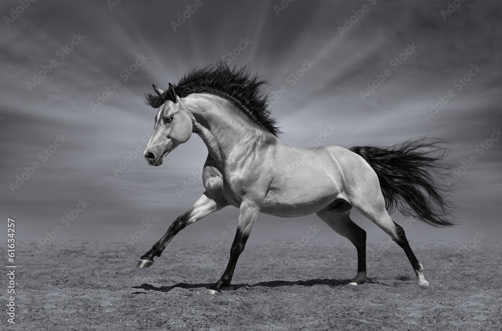 Canvas Prints Chestnut horse in motion