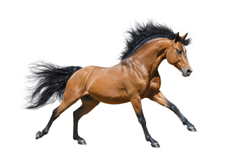 Chestnut stallion in motion - 61634263