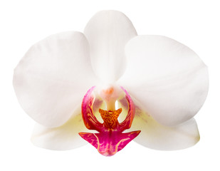white with red   phalaenopsis closeup is isolated on white backg - obrazy, fototapety, plakaty