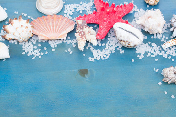 border os sea star and shells