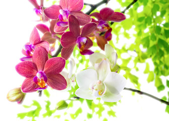 Naklejka premium white with red phalaenopsis with green leaves is isolated on w