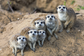 Sitting meerkats