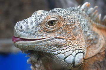 Green iguana (Iguana iguana)