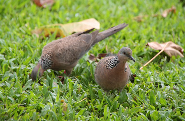 Obraz premium Spotted Dove (Streptopelia chinensis)