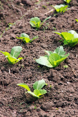 vegetables in a small city garden vegetable plot