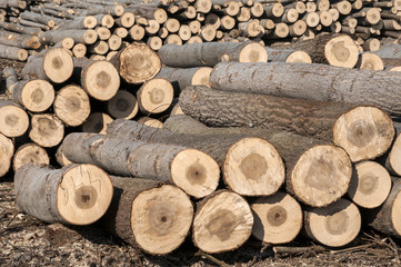 Stacked cut poplar logs on wood-cutting area