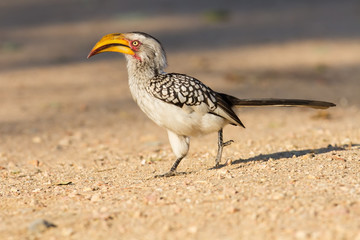 Yellow billed hornbill walking on ground looking and begging for