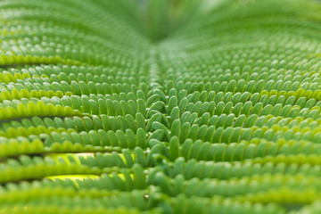 Close-up of fern leaf in Big island forest