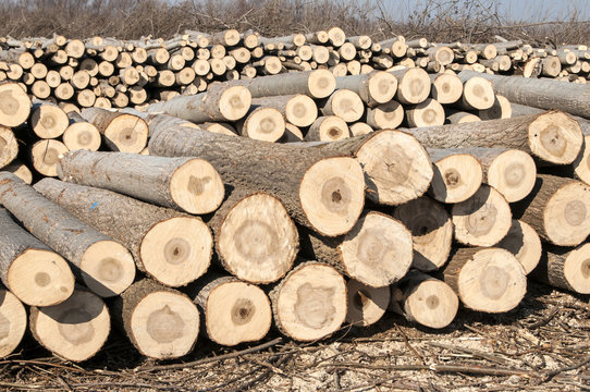 Stacked cut poplar logs on wood-cutting area