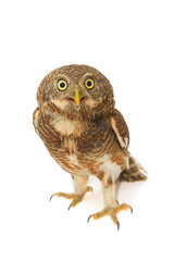Asian Barred Owlet (Glaucidium cuculoides)