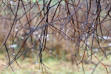 Raindrops on the branches