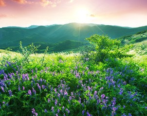 Obraz premium Mountains meadow