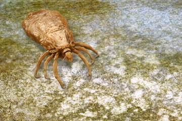 Nisse - 3d Render