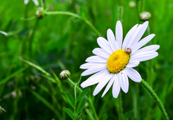 Fototapeta na wymiar Flower on grass background. Natural composition
