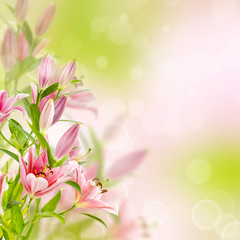 Pink lilies background