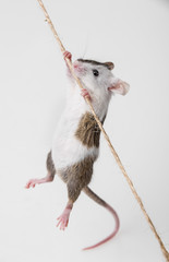 little mouse climbing on the rope