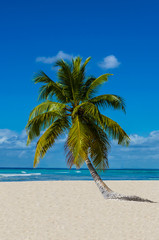 Lonely palm tree on sandy beach on the wild island
