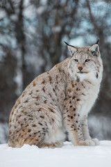 Lynx sitting in the snow