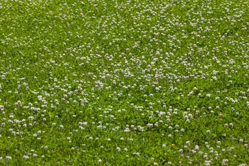 Printed roller blinds Grass clover flower field