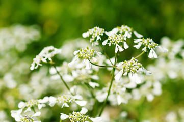 Spring white  flowers