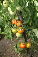 Tomates
